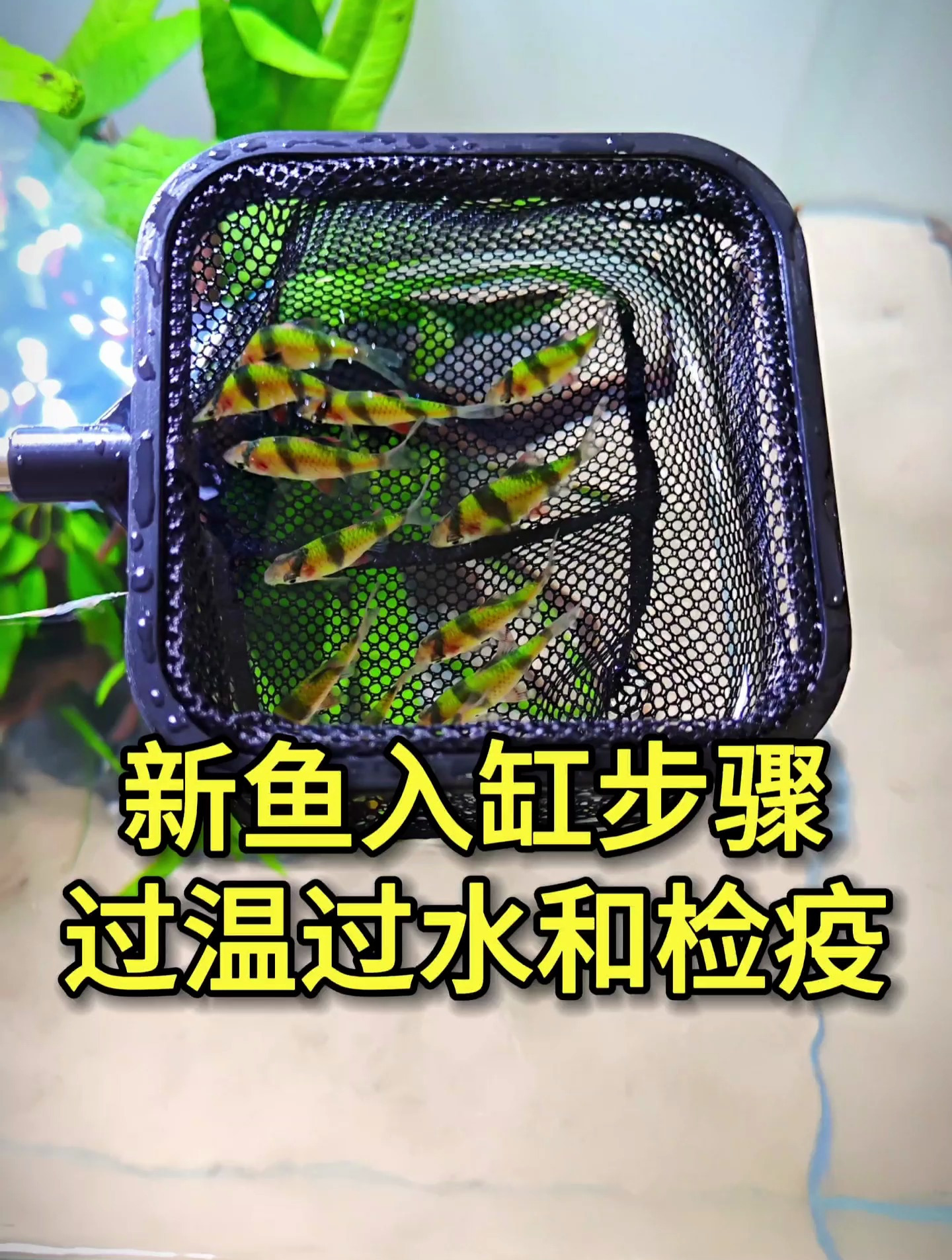 新鱼到家怎么处理才能入缸?详细过温过水和检疫的步骤,教你养鱼