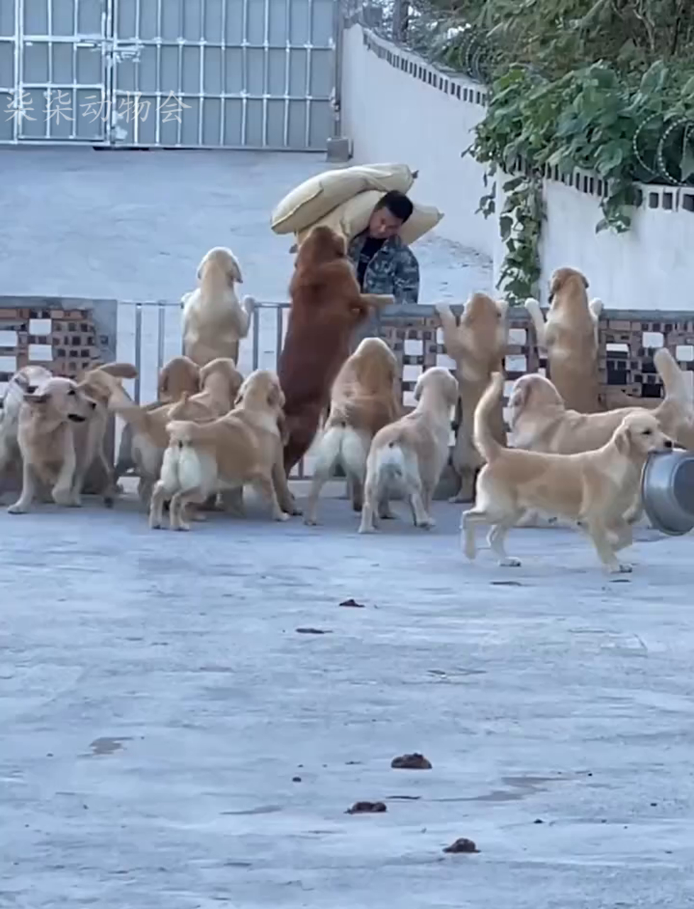 金毛大嘴爱咬盆,被主人和小伙伴欺负,没人心疼它