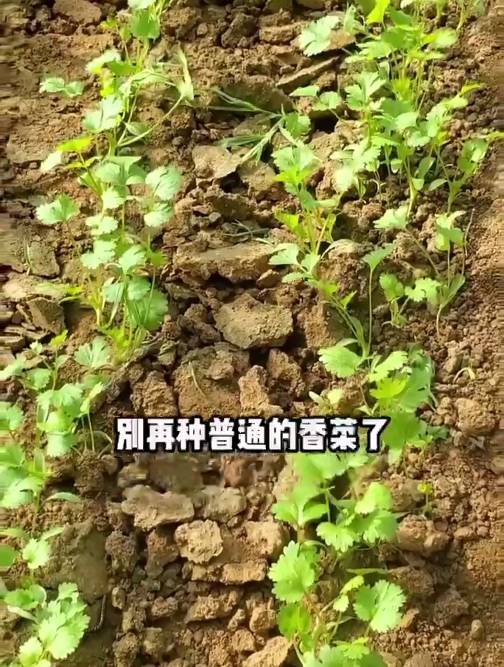 耐热香菜天气越热长得越旺