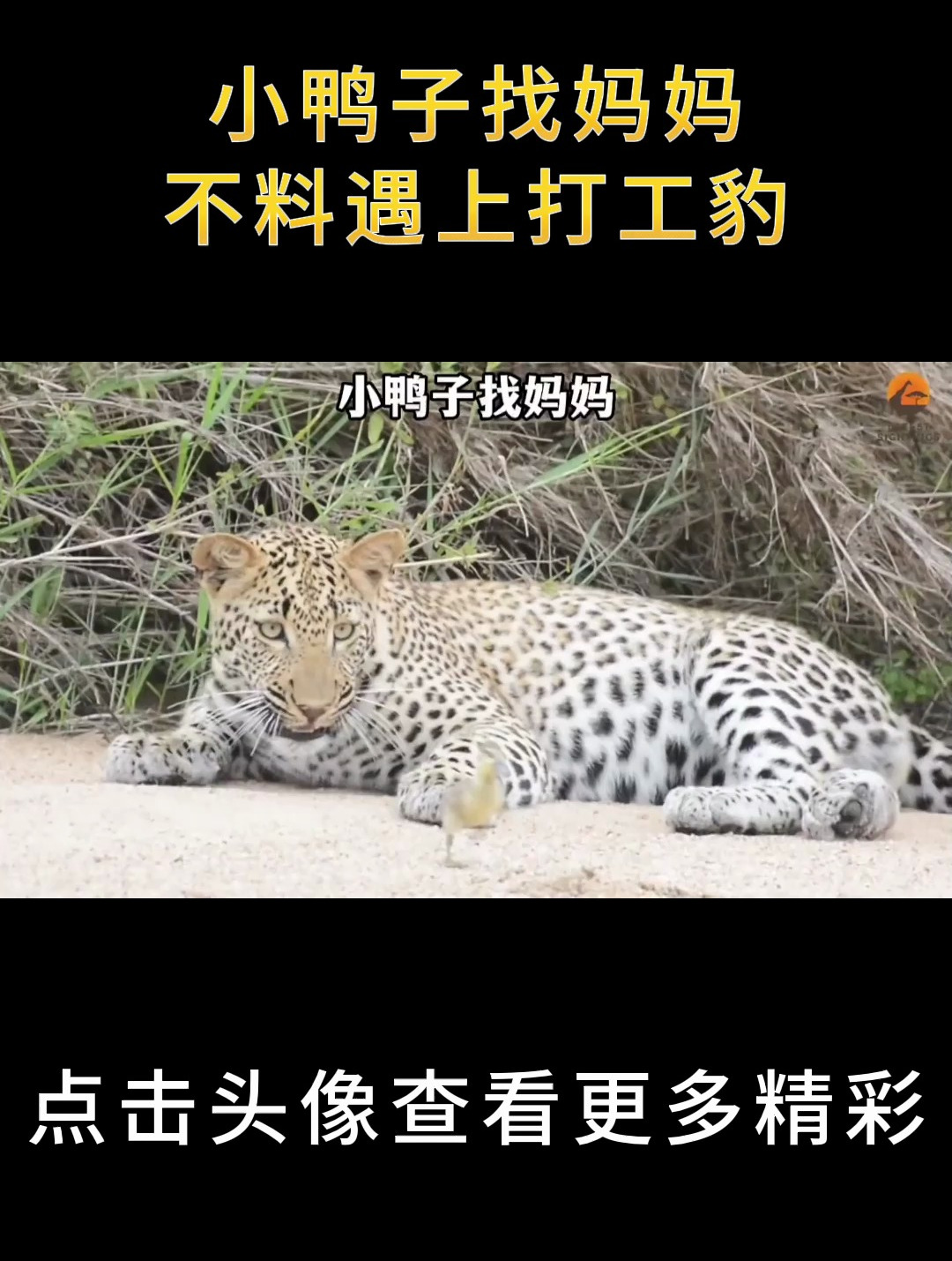 小鸭子找妈妈,不料遇上打工豹
