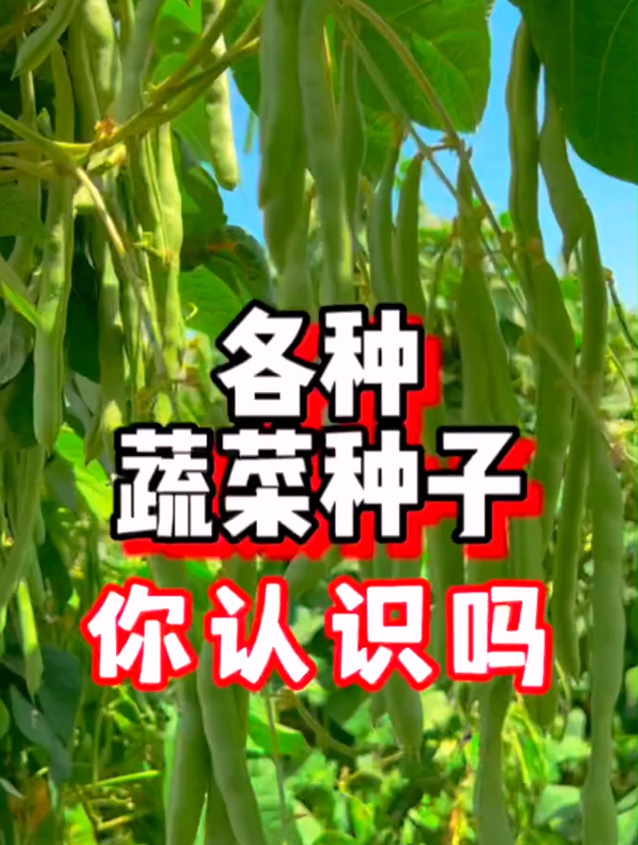 各种蔬菜种子你认识吗?想种菜,先来认识认识种子~