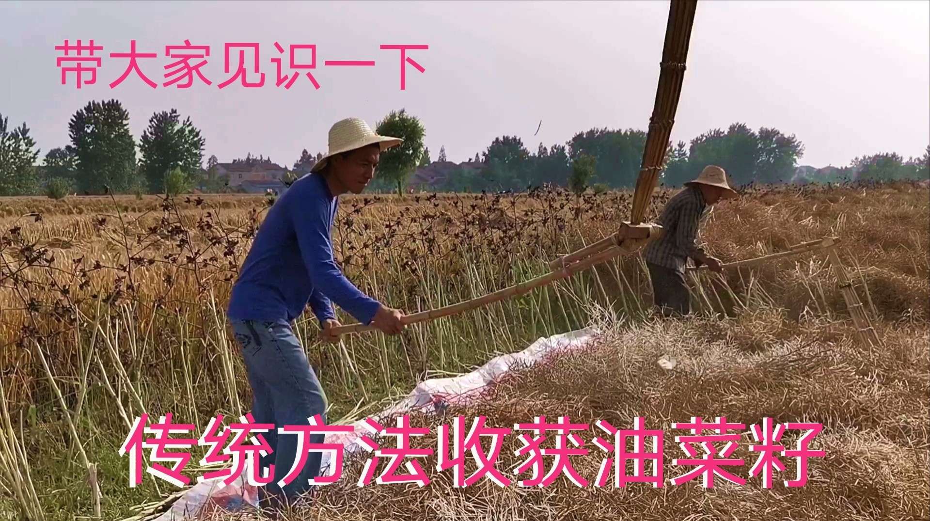 油菜丰收,在小榨房榨油,按油菜价格合9块多一斤的油,划算吗?