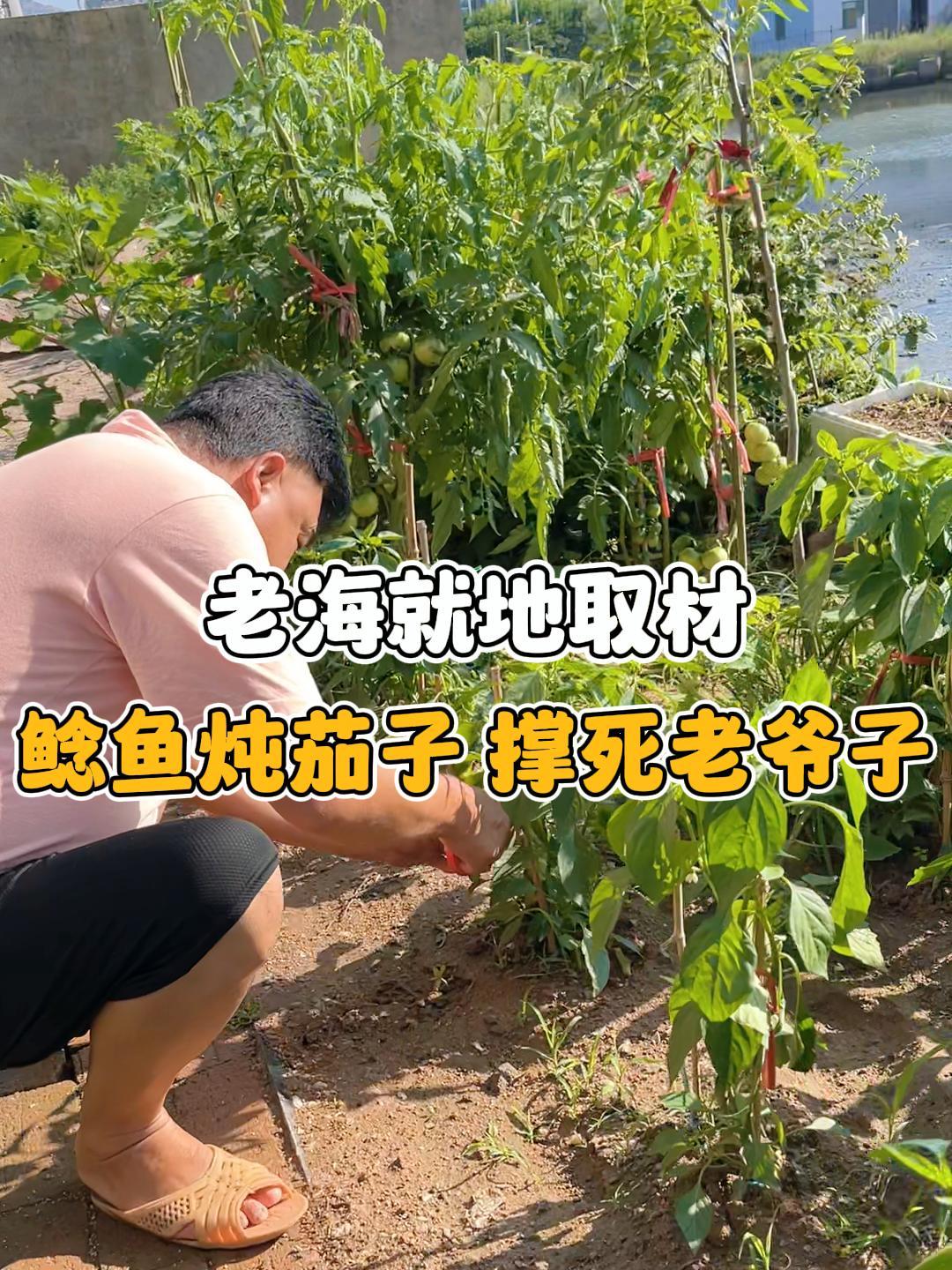 老海用茄子辣椒弄个海鲶鱼吃吃,俗话说的好鲶鱼炖茄子撑死老爷子