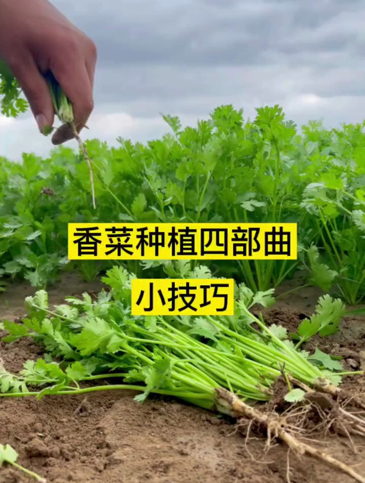 香菜种植四部曲小技巧