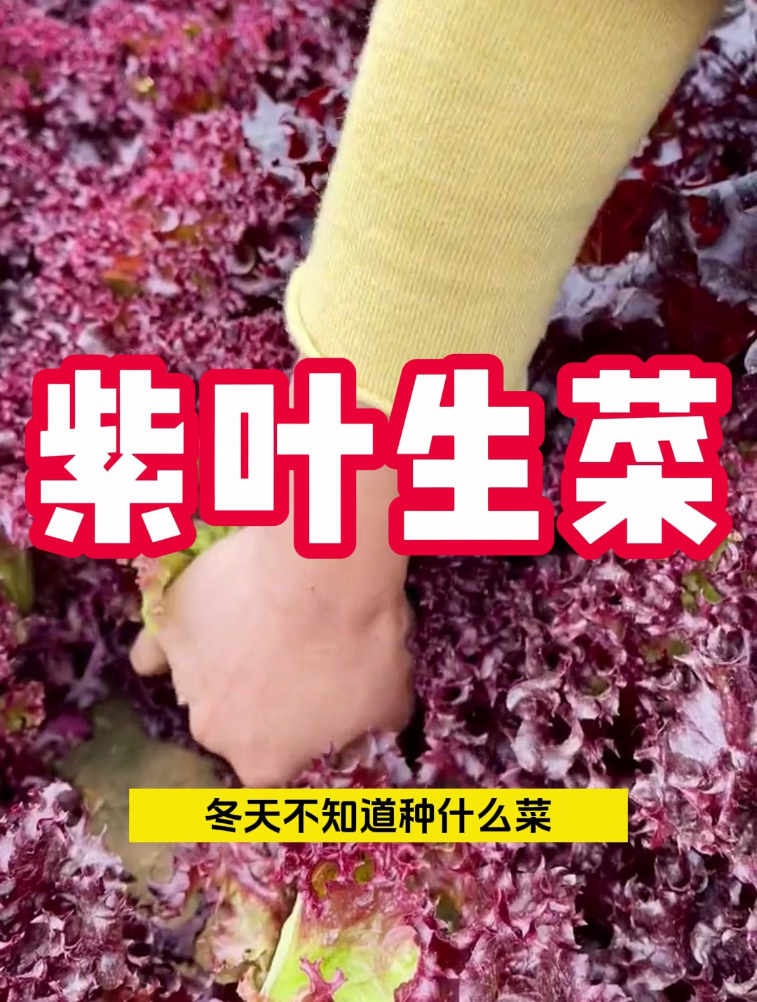 紫叶生菜 生菜中的战斗机