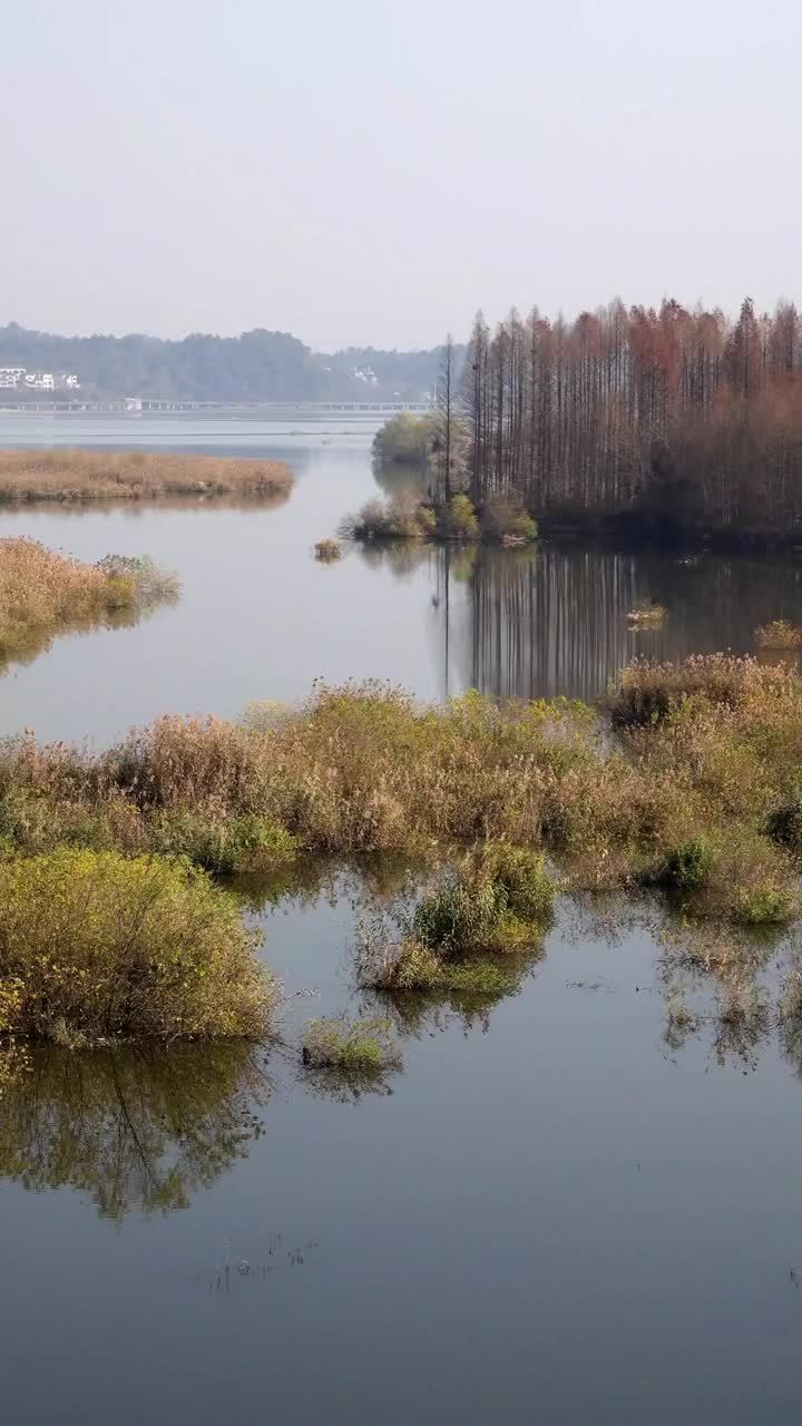 天目鸟痴 罕见!分布于美洲的绿眉鸭现身杭州临安青山湖
