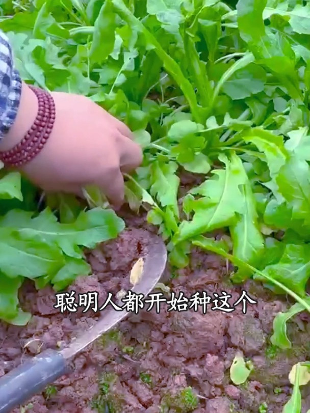 野生荠菜营养高,现在播种还不晚!