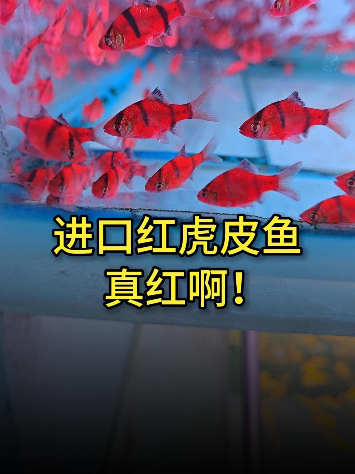 印尼进口的红虎皮鱼,真红啊,忍不住又花钱了~