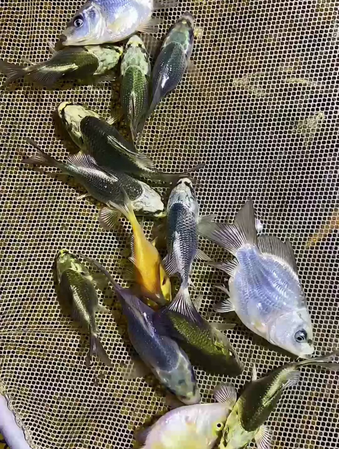 展示一下熊猫蝴蝶鲤,火凤凰小鱼的样貌!熊猫蝴蝶鲤 观赏鱼