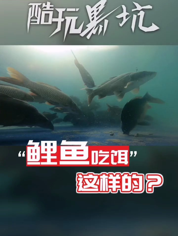 高清黑坑水下,鲤鱼原来是这样吃饵的?钓鱼 钓鱼人 钓鱼技巧
