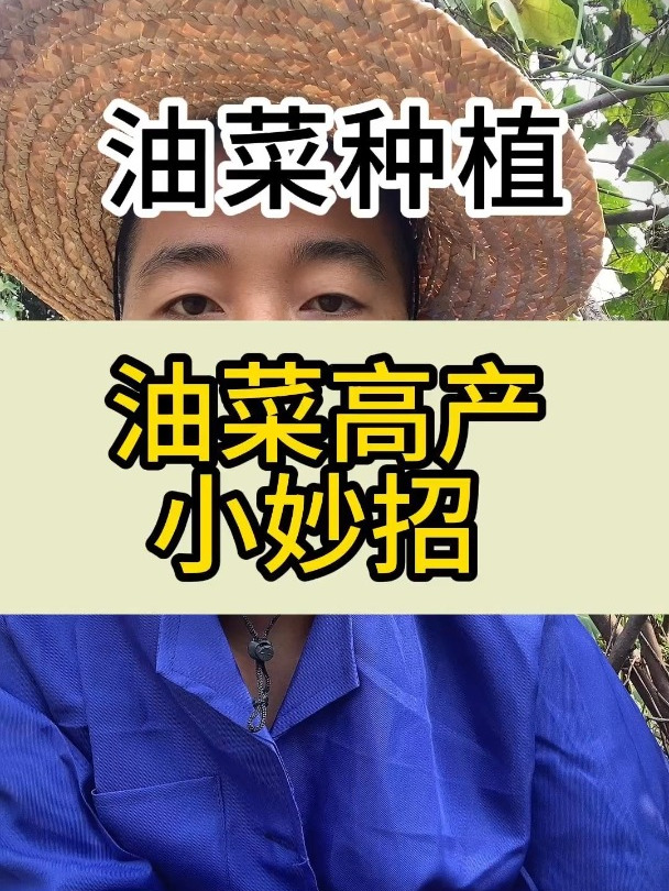 一个能让你家油菜高产的小妙招