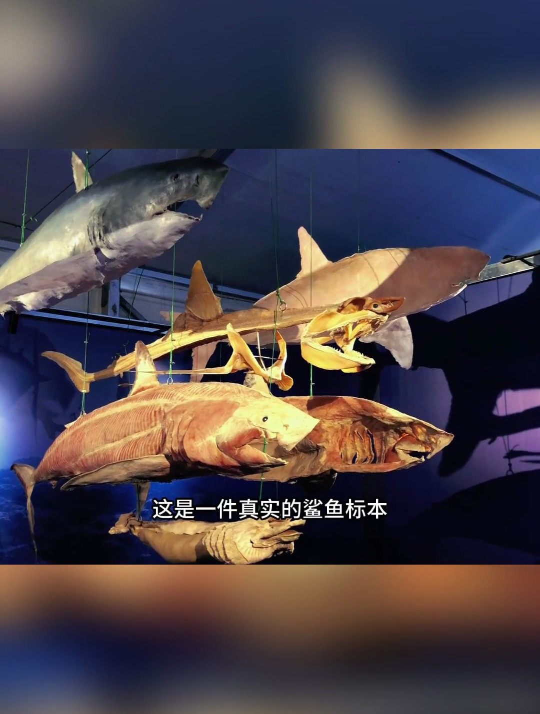 这是一只鲨鱼6件套标本