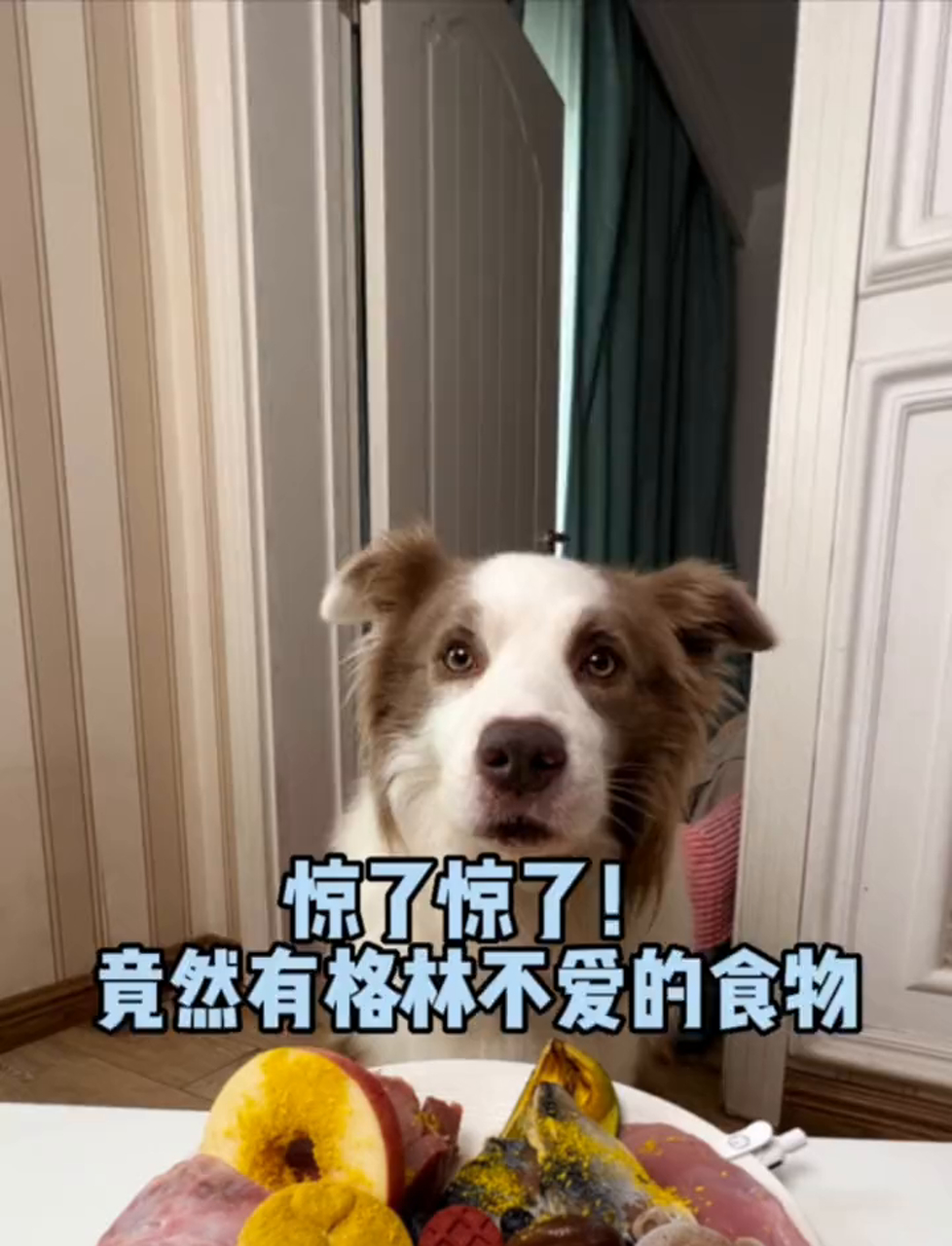 你敢信吗?连小格林这小狗也有不爱吃的玩意儿,猜猜看是啥?