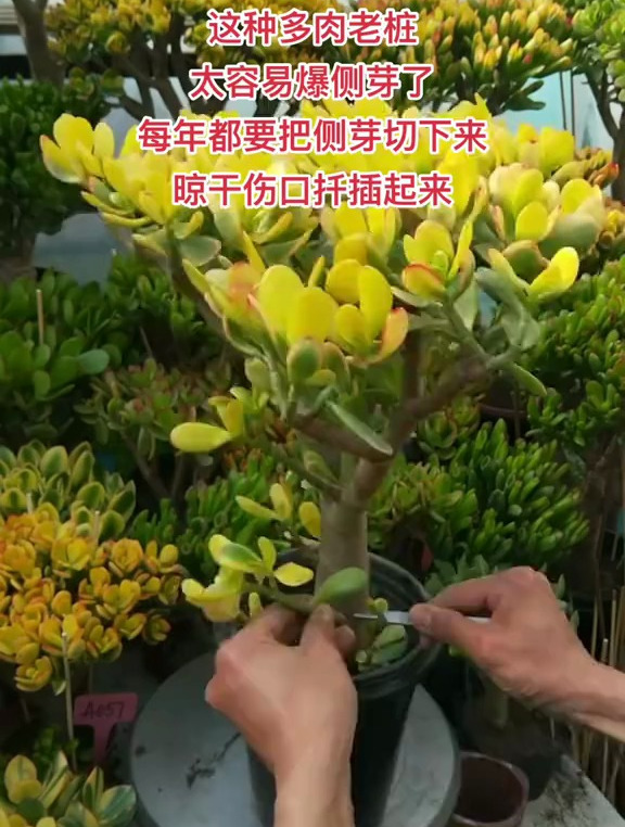 这种金枝玉叶老桩太容易爆侧芽了