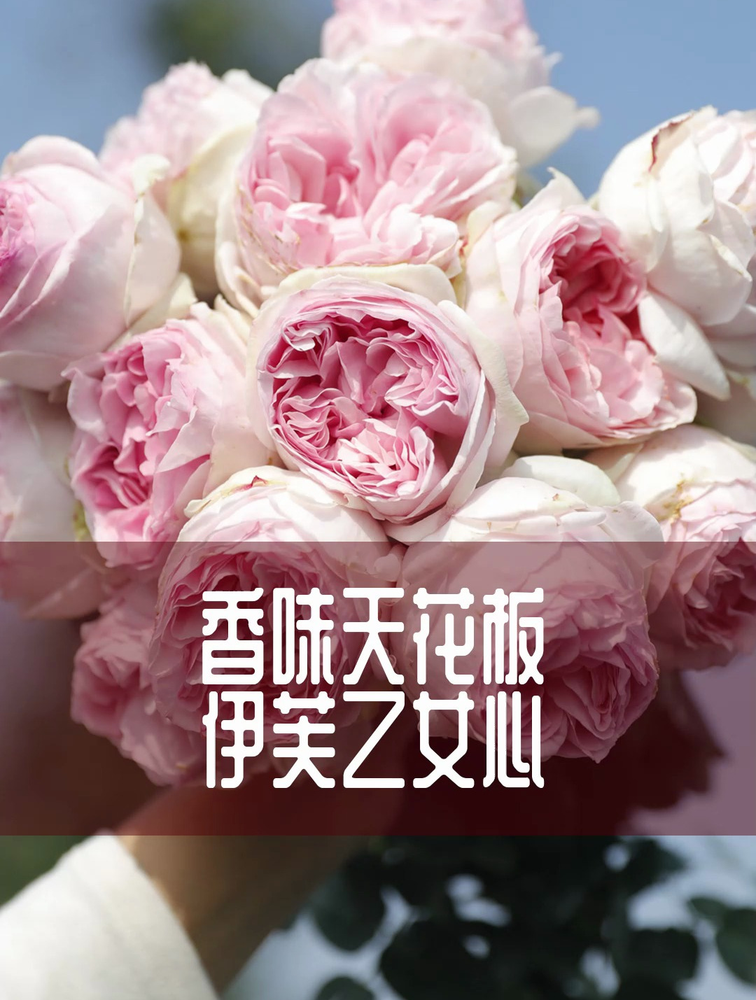 月季香味中的天花板-伊芙乙女心、是一款适合新手养的伊芙品种