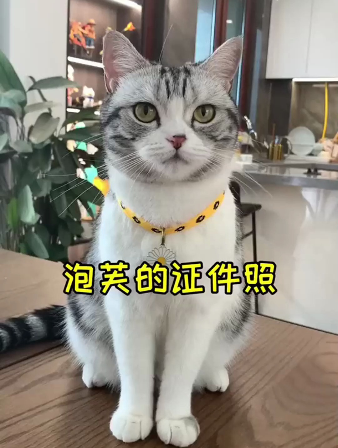 泡芙的证件照来啦 今天我们也拍一组