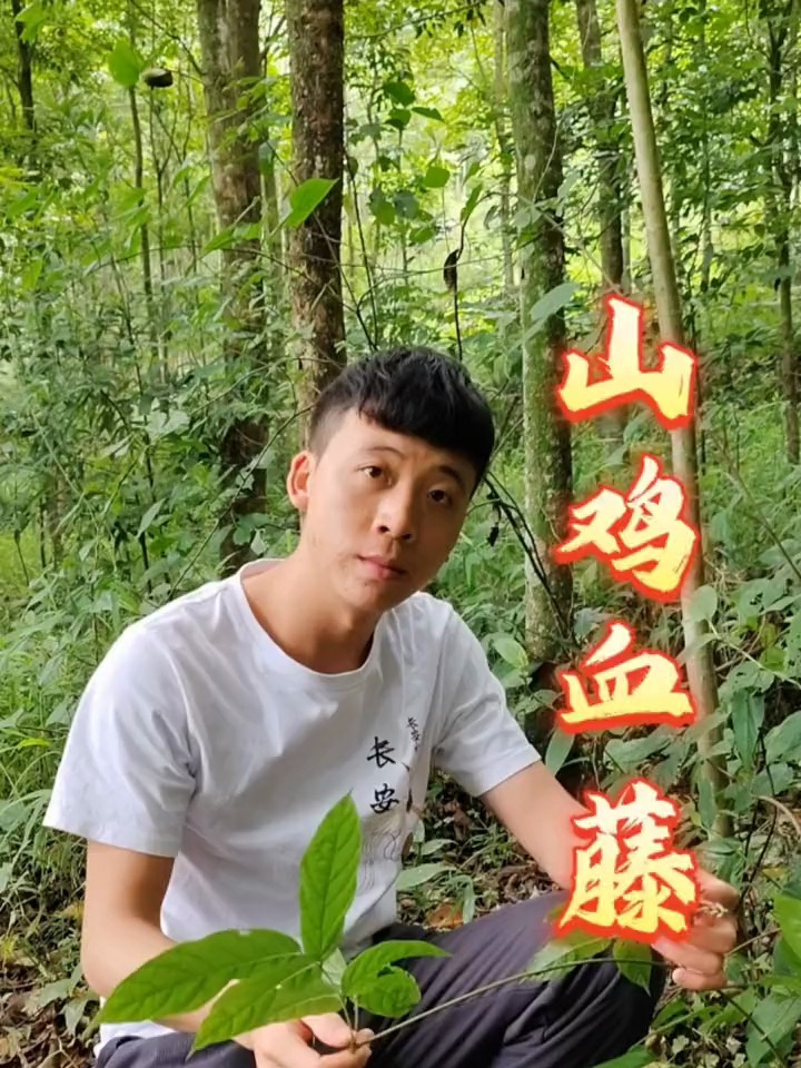 藤汁流出红色像鸡血,常长于大山之中,故名为山鸡血藤