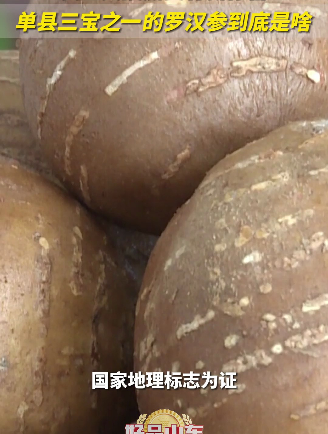 农业大摸底又有新惊喜,单县三宝之一的罗汉参到底是个啥?