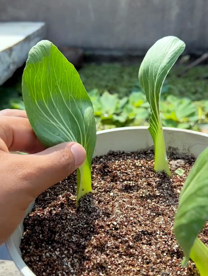 大妈居然用青菜进行扦插,仅凭1根菜叶收获1片大菜园!不得不服~