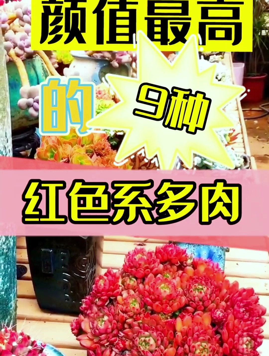 颜值最高的九种多肉!有哪些是你现在正在养的吗?想看欸!