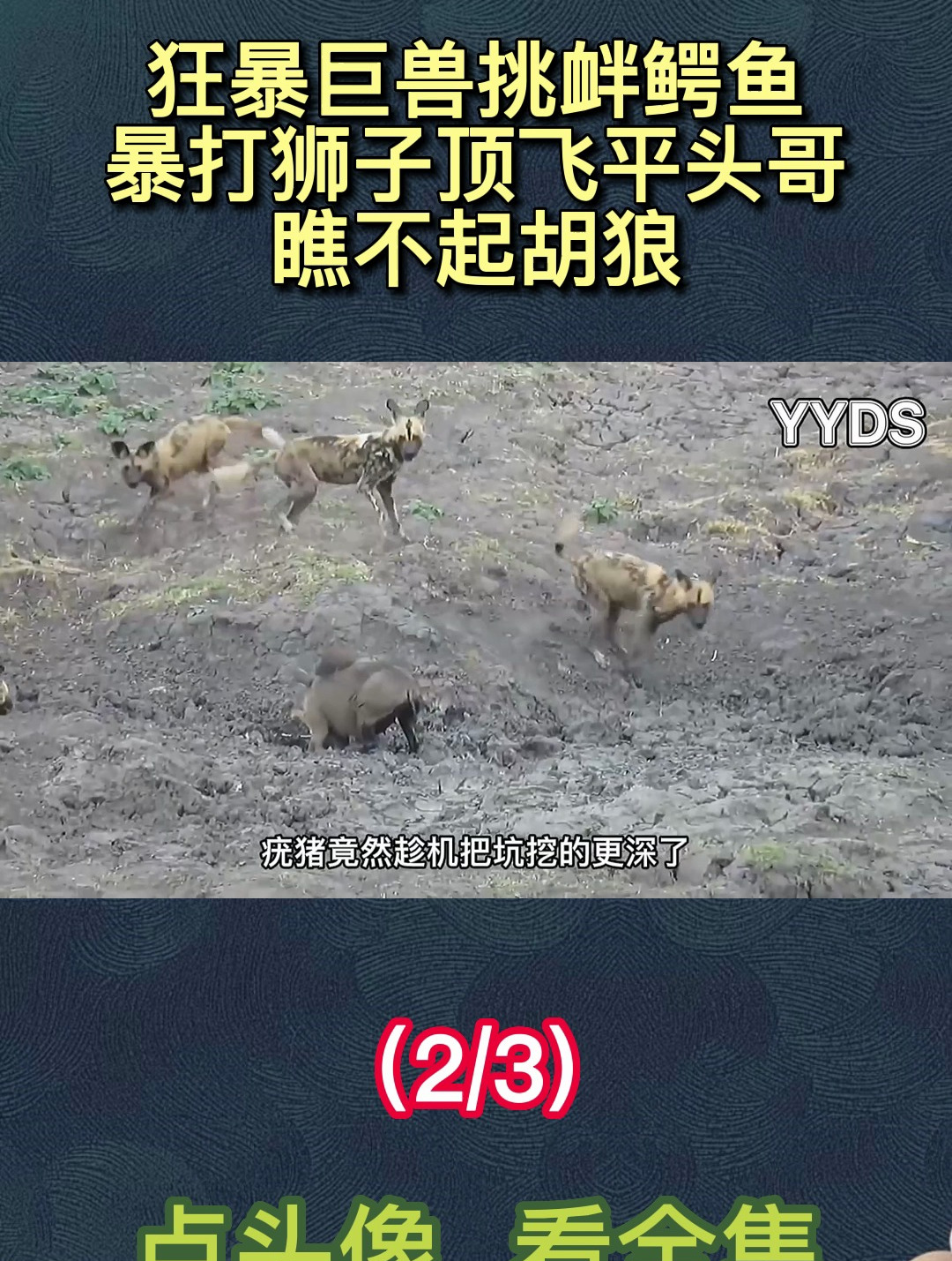 狂暴巨兽挑衅鳄鱼暴打狮子顶飞平头哥瞧不起胡狼