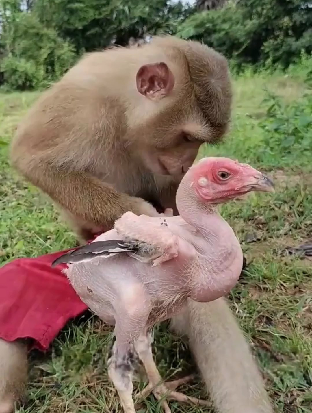 猴哥下手太狠,把鸡毛拔个精光