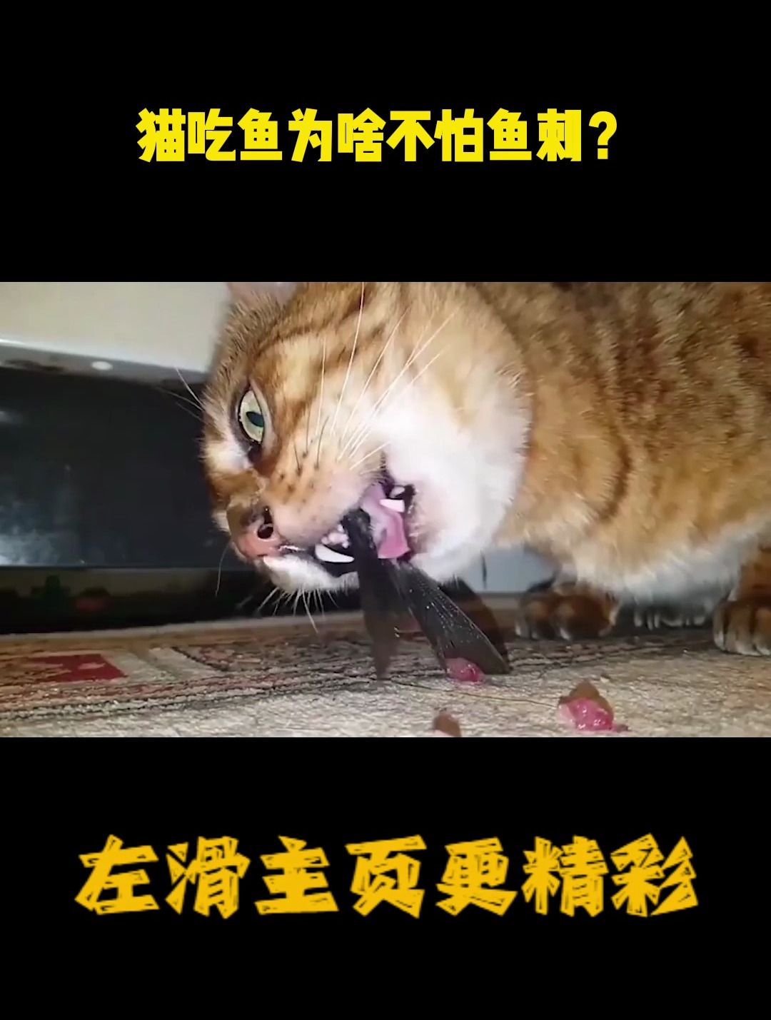 猫吃鱼为啥不怕鱼刺?画面放慢100倍,答案一目了然