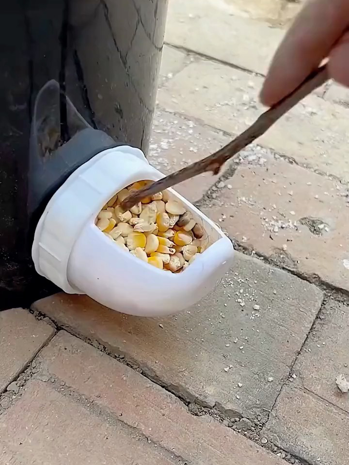 家里养鸡的一定要用上这个自动喂食器,吃多少下多少,安装方便