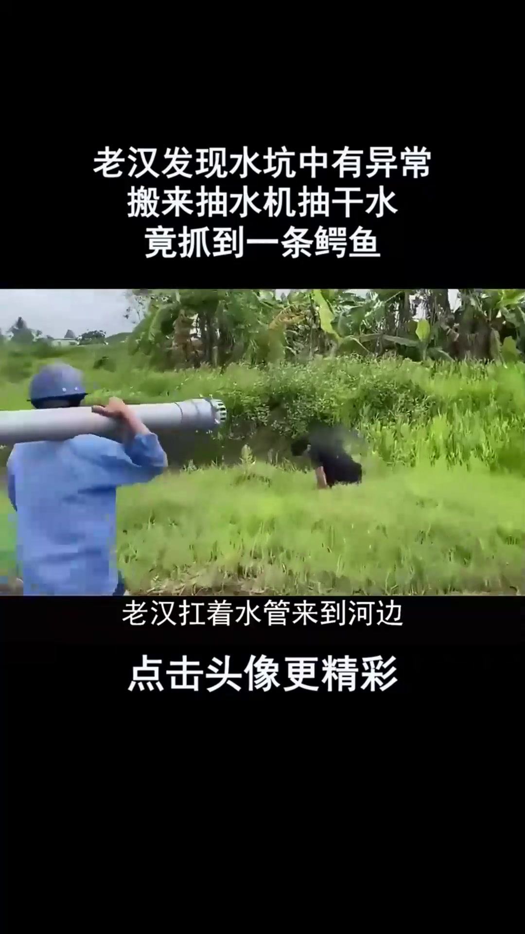 老汉发现水坑中有异常,搬来抽水机抽干水,竟抓到一条鳄鱼