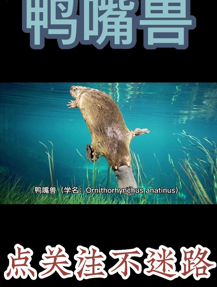 鸭嘴兽又称鸭嘴水兽,是一种生活在澳大利亚东部的独特哺乳动物