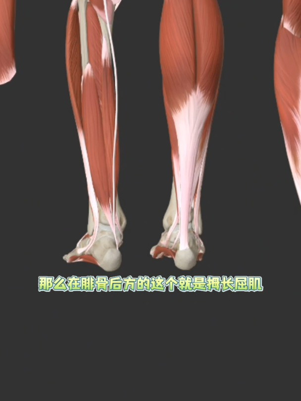 层层剥离看看小腿后方都有哪些肌肉