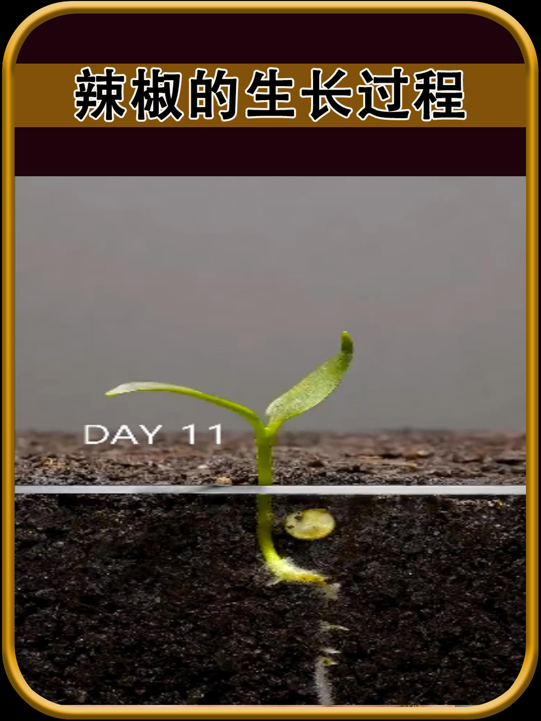 辣椒的生长过程