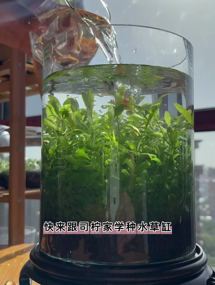 养些小鱼小虾,放到家里电视机旁,太好看啦!