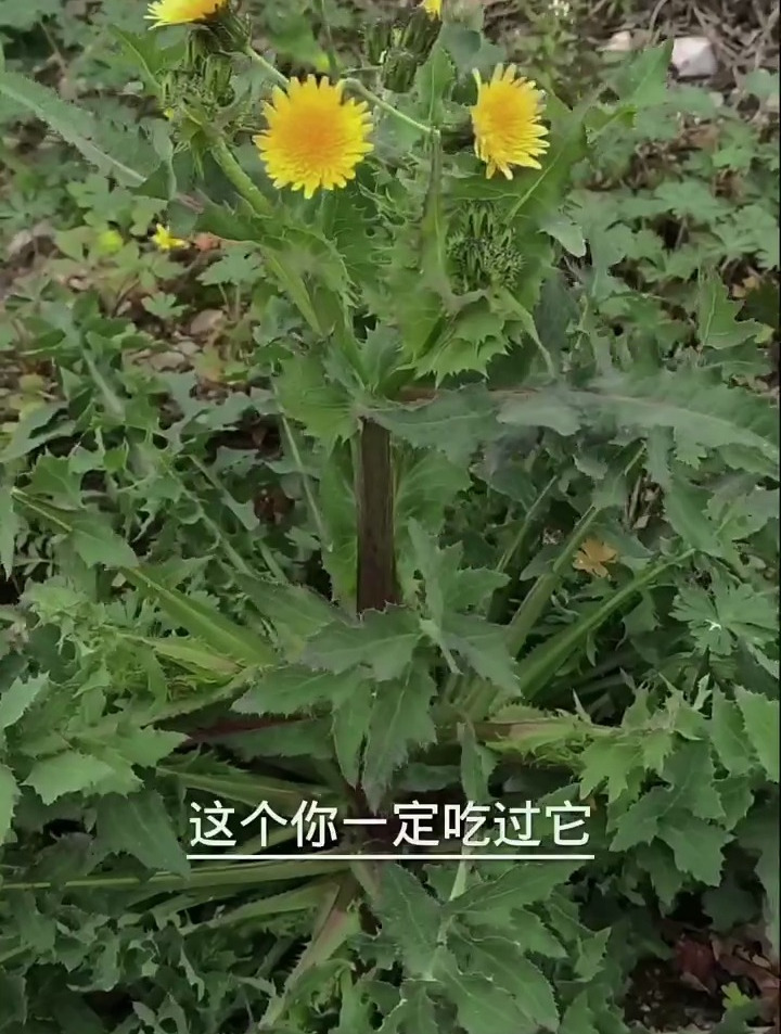 你知道苦苣菜吗?你一定吃过他