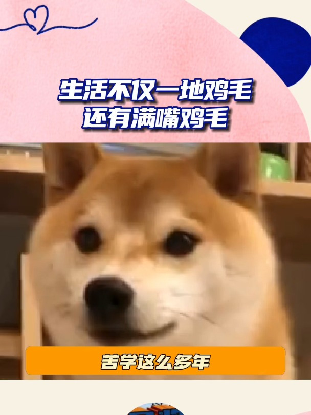 每天两点起来背梗,依旧比不过天赋型选手!鸡毛飞上天 天赋