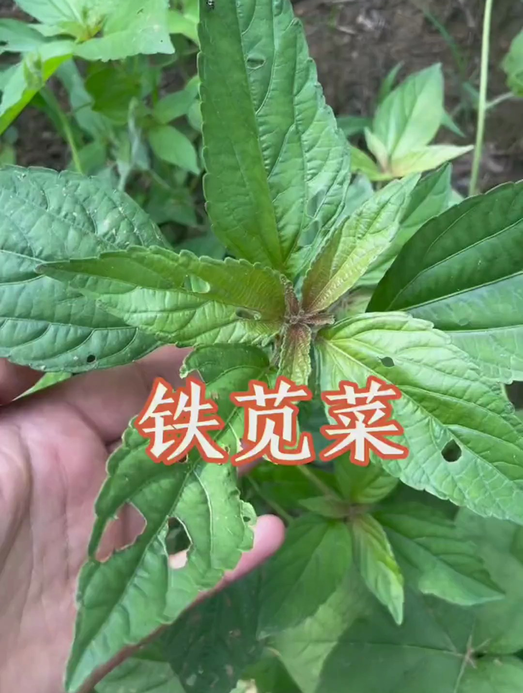 铁苋菜,你的家乡有这种植物吗?