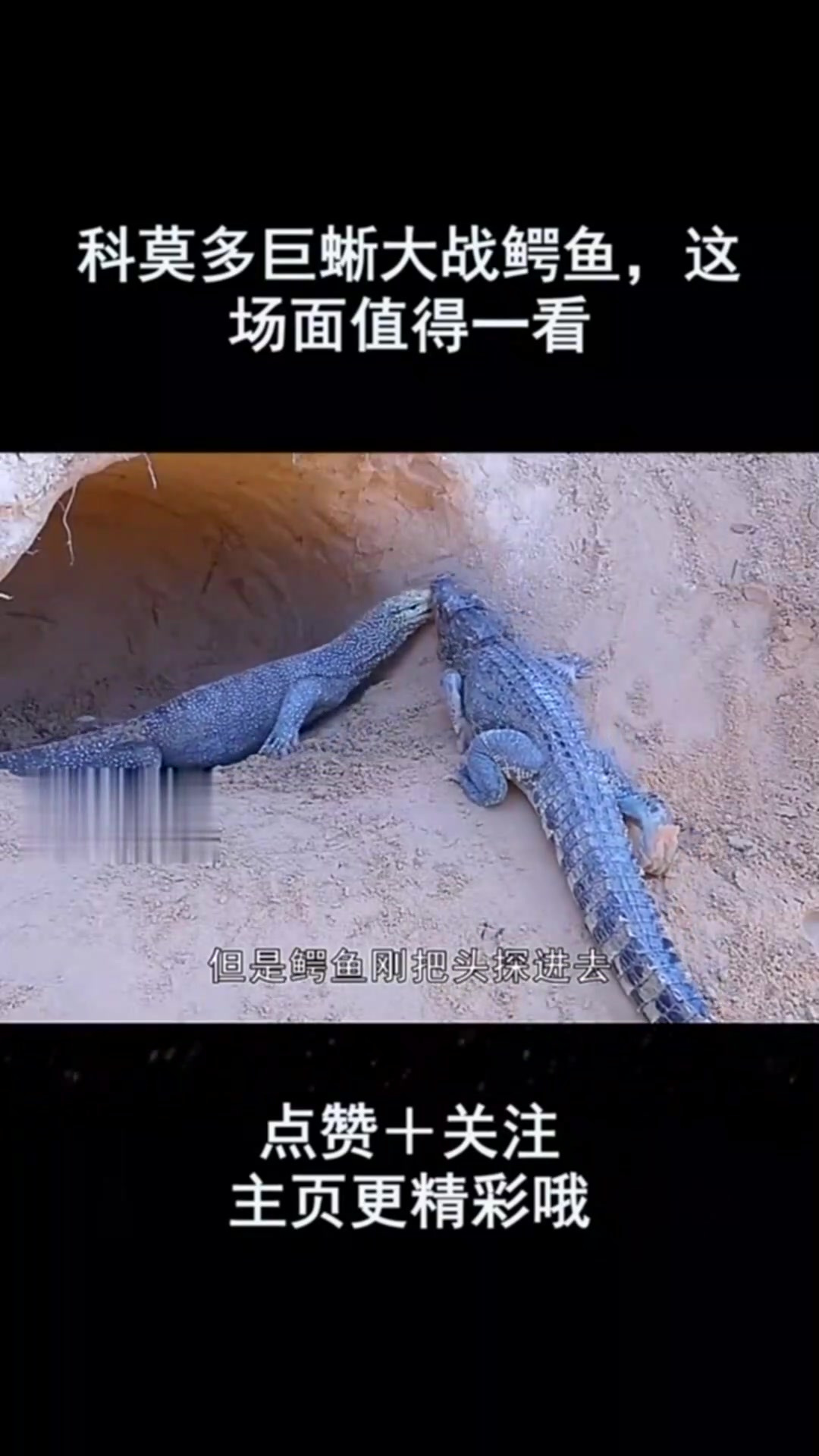 科莫多巨蜥大战鳄鱼,这场面值得一看