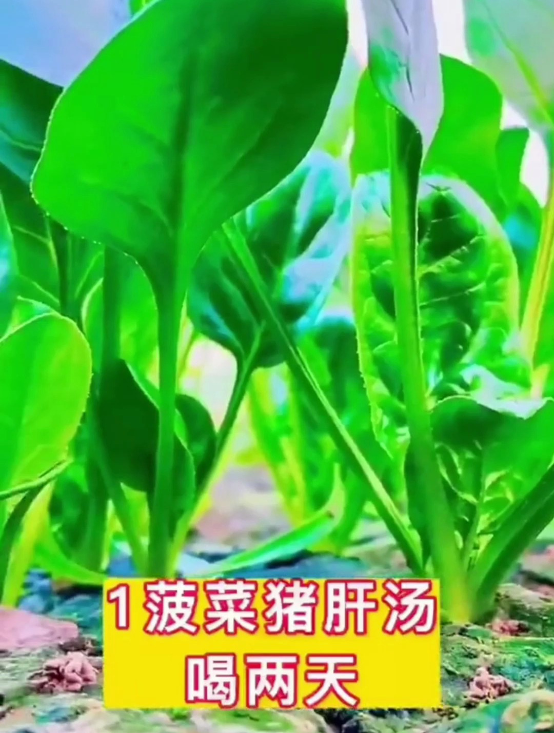 食疗:菠菜猪肝汤坚持喝两天的,眼睛第二天就亮了!