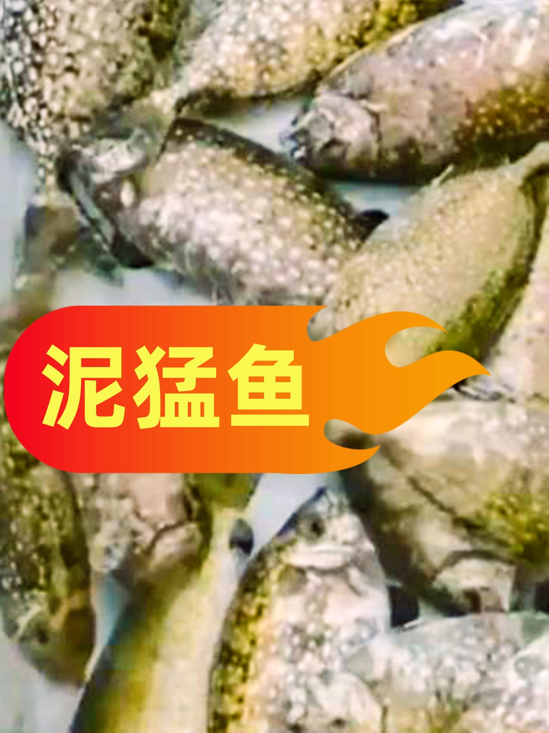 北海海鲜的美味诱惑 好吃的泥猛鱼