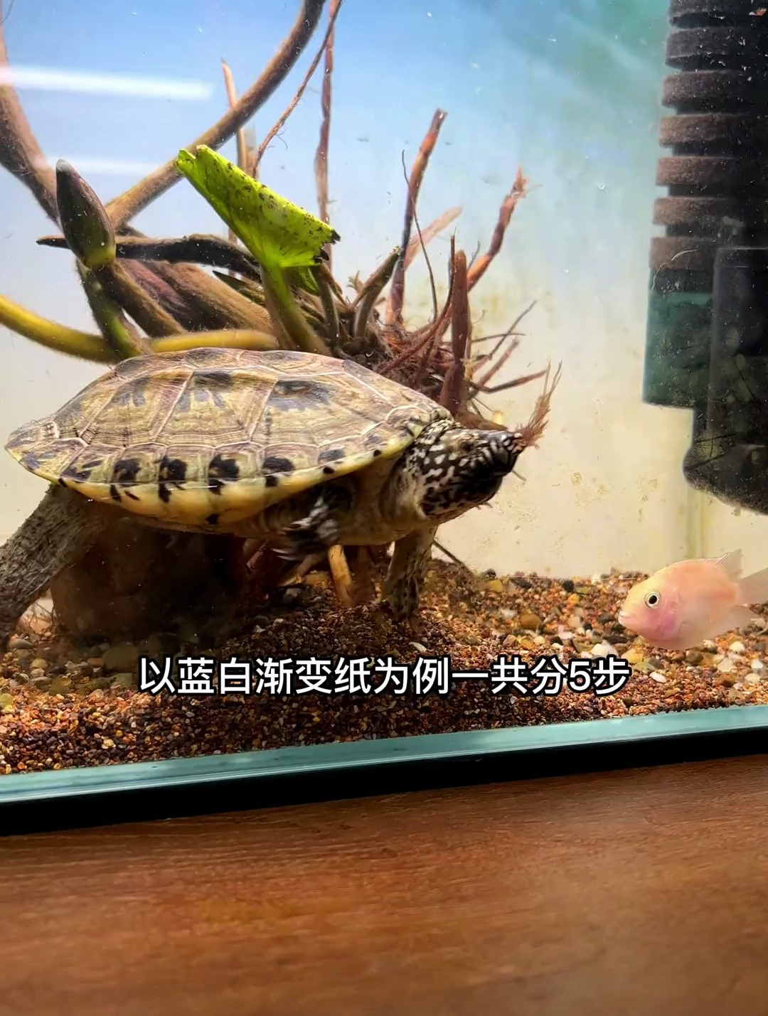 如何正确粘贴鱼缸背景纸?分5步完成~