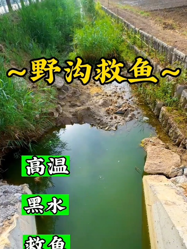终究还是来晚了,可惜这两条大鲶鱼大黑鱼了