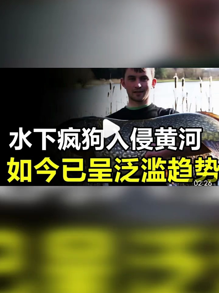 “水下疯狗”入侵黄河,凭借70年超长寿命,如今已呈泛滥趋势!