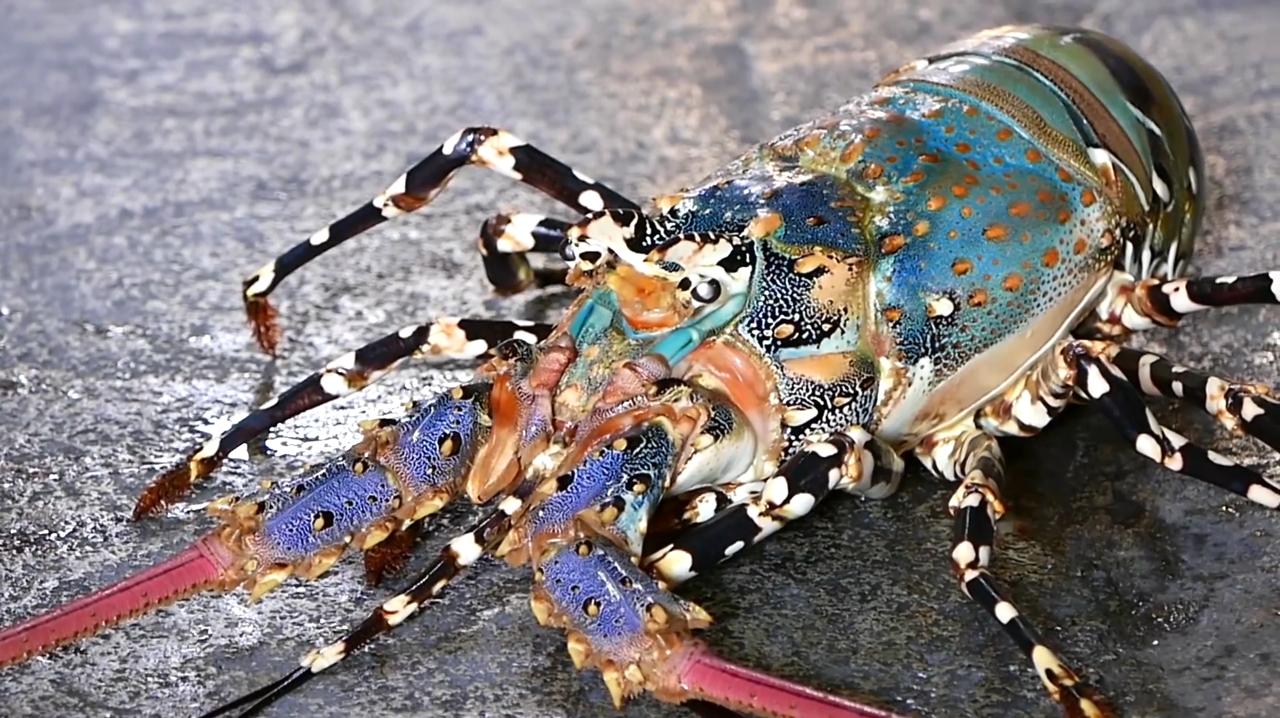 巨大的波士顿龙虾,老哥一把菜刀轻松分解,看过程真是享受