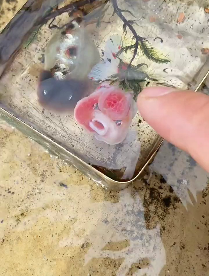 画上两条小金鱼,你喜欢哪条岁月里金鱼?