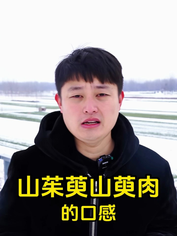 山茱萸 山萸肉的口感 山茱萸泡水泡酒的功效与作用