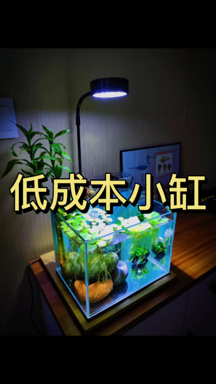 低成本简单美观小鱼缸造景,浮萍增添慢慢的自然感!