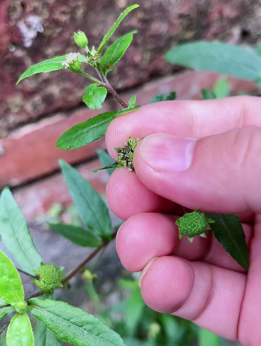 墨旱莲又名墨菜 懂的是宝不懂得当杂草