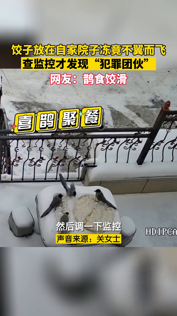 东北女子室外冻饺子被喜鹊叼走,喜鹊:感谢大自然的馈赠