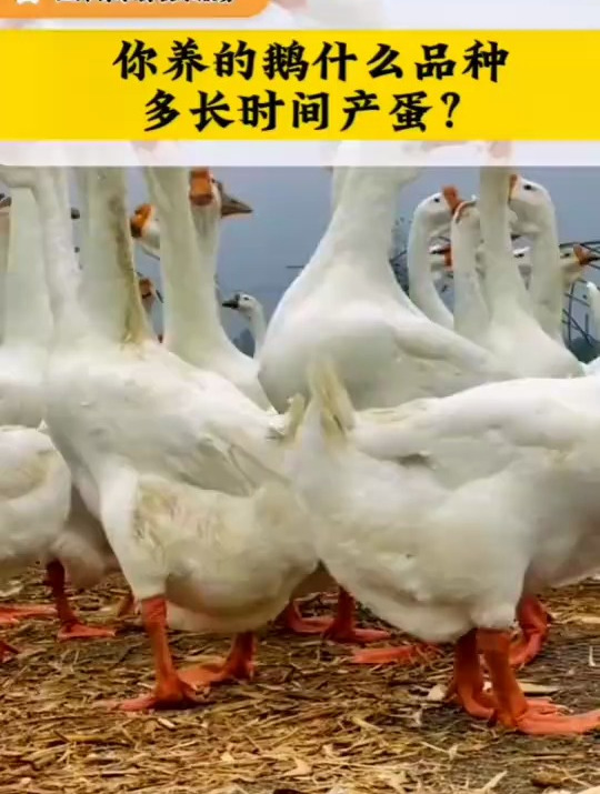 你养的鹅什么品种,多长时间产蛋呢?