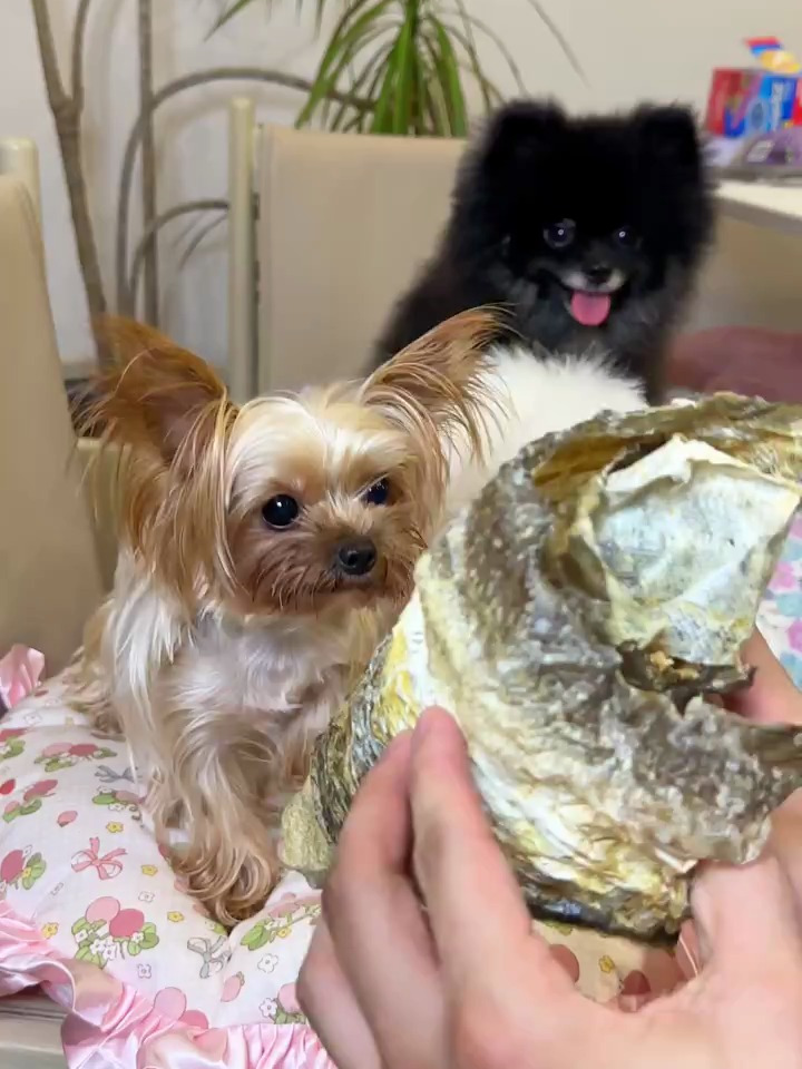 风干鳕鱼皮,长牙的小狗就可以吃,安全系数高